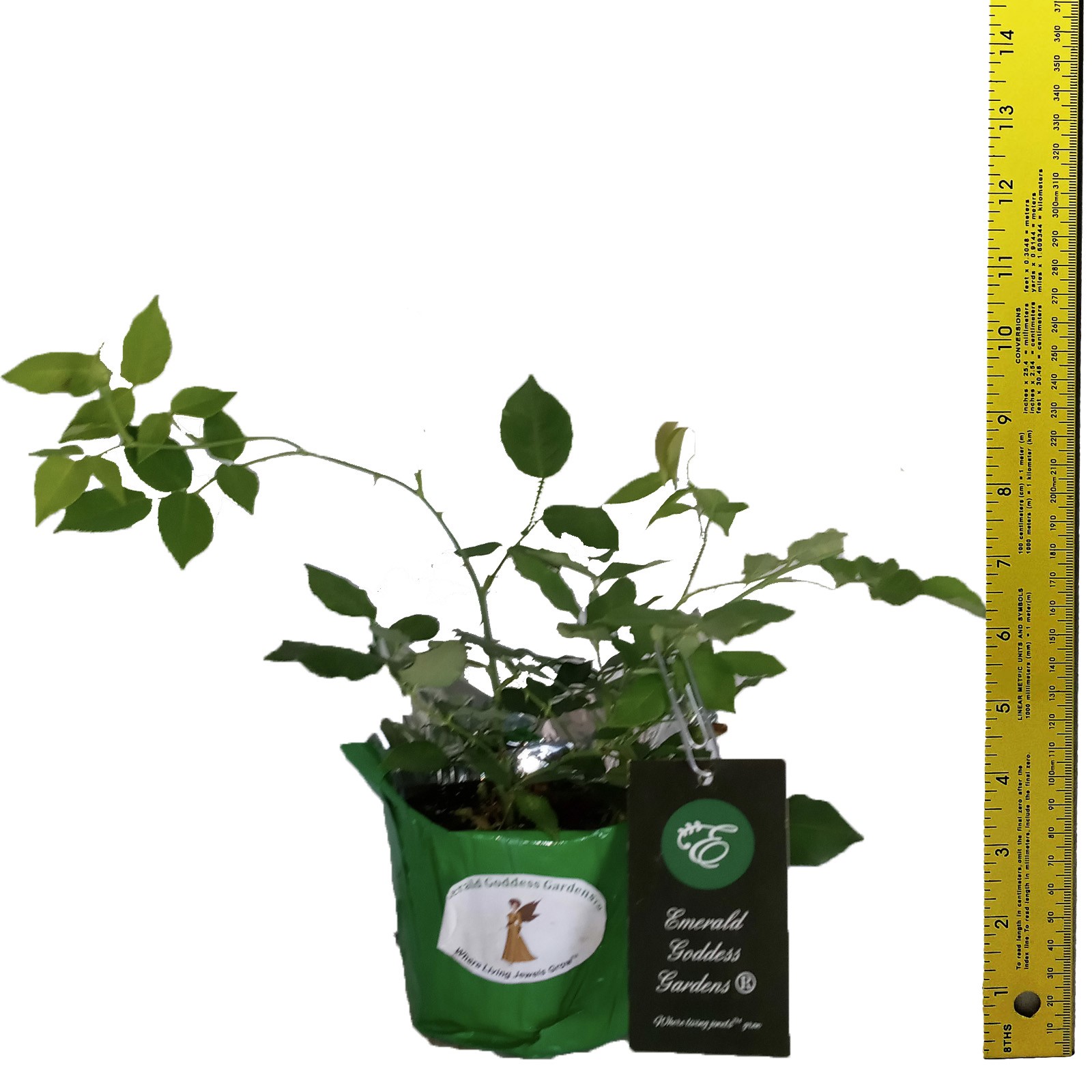 SMITH PARISH Yellow Heirloom Rose Live Plant White Red Stripe Bermuda Mystery