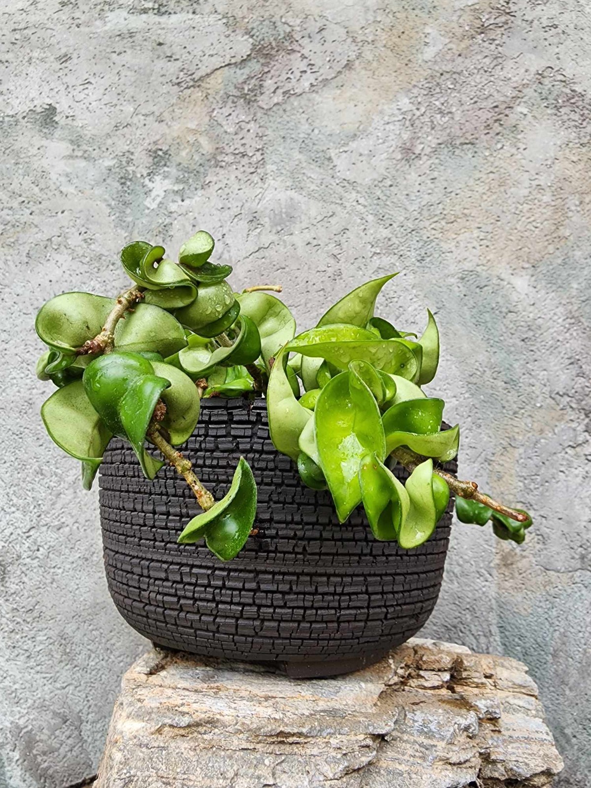 Hoya carnosa ‘Compacta’ — Hindu Rope Plant Succulent – 10″ Exact Specimen