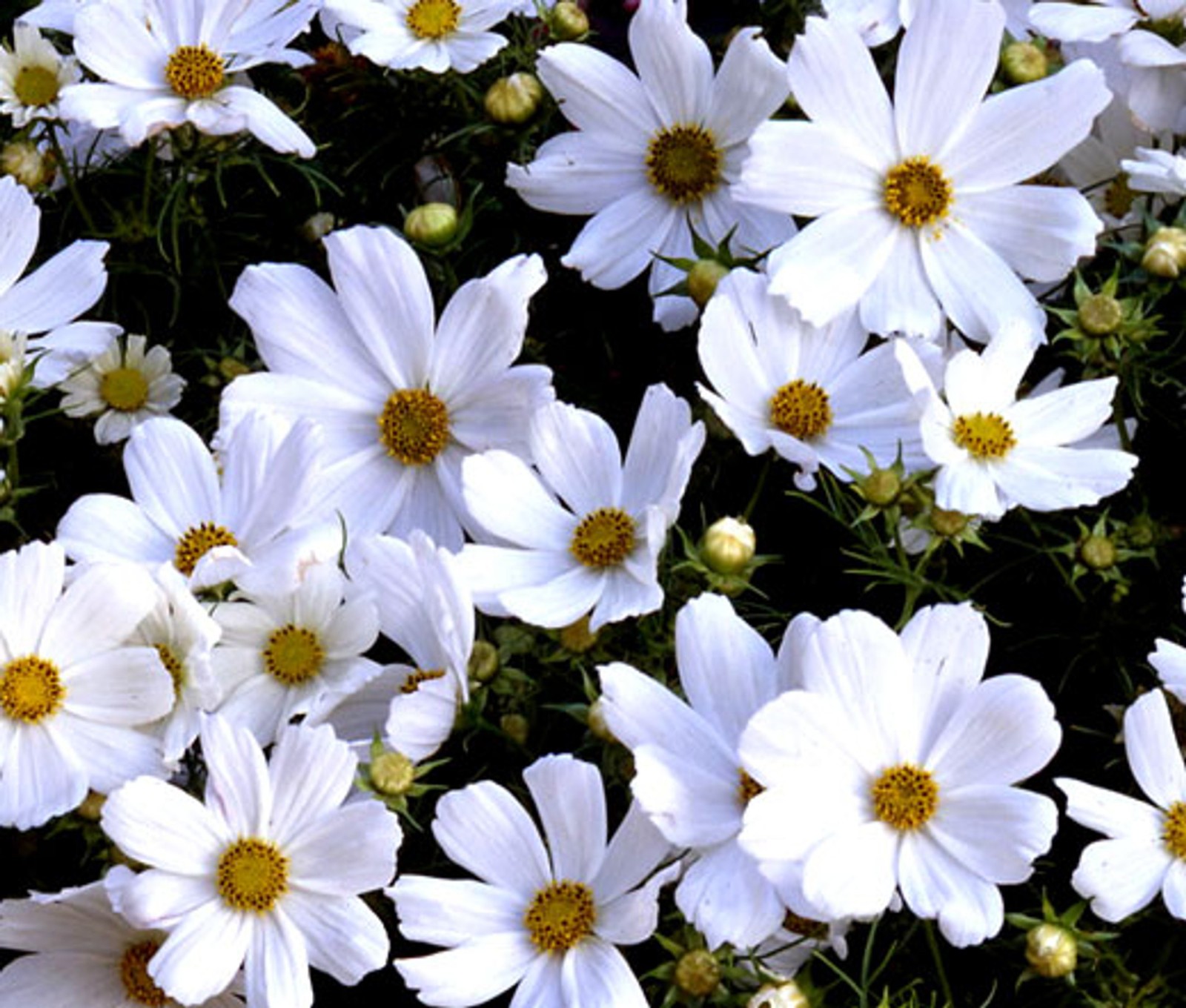 Purity Cosmos Seeds Cosmos bipinnatus Free Shipping!