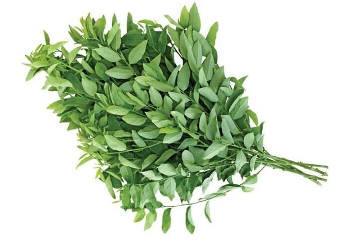 KATUK SWEET LEAF, SAUROPUS ANDROGYNUS SEEDS – HẠT BỒ NGÓT (25+ PCS)