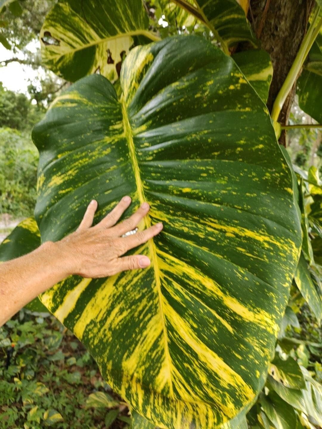 GIANT Rooted Variegated Golden Leaf Pothos Climbing Hawaiian Vine The Big Kind!