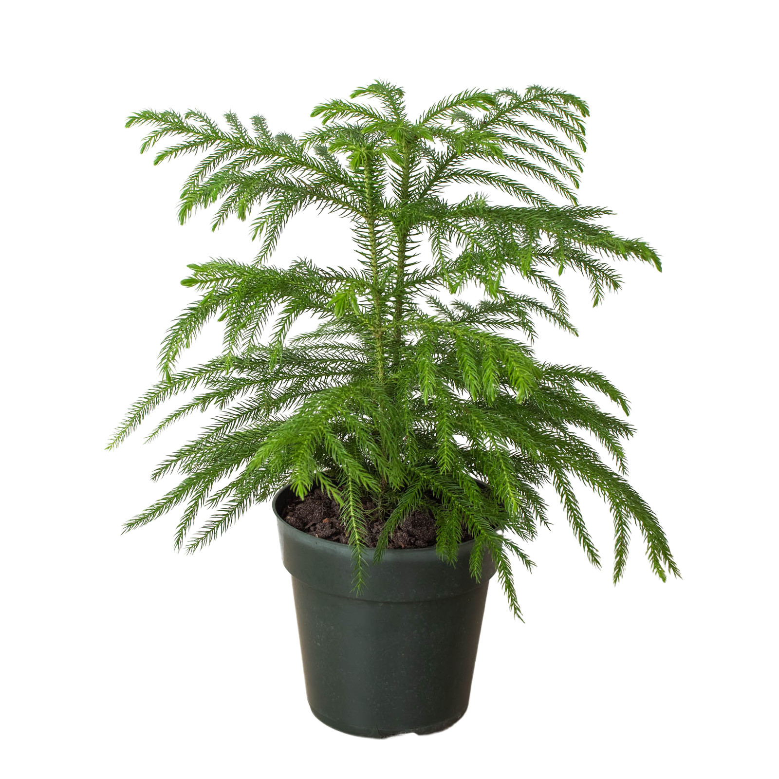 Norfolk ‘Island Pine’