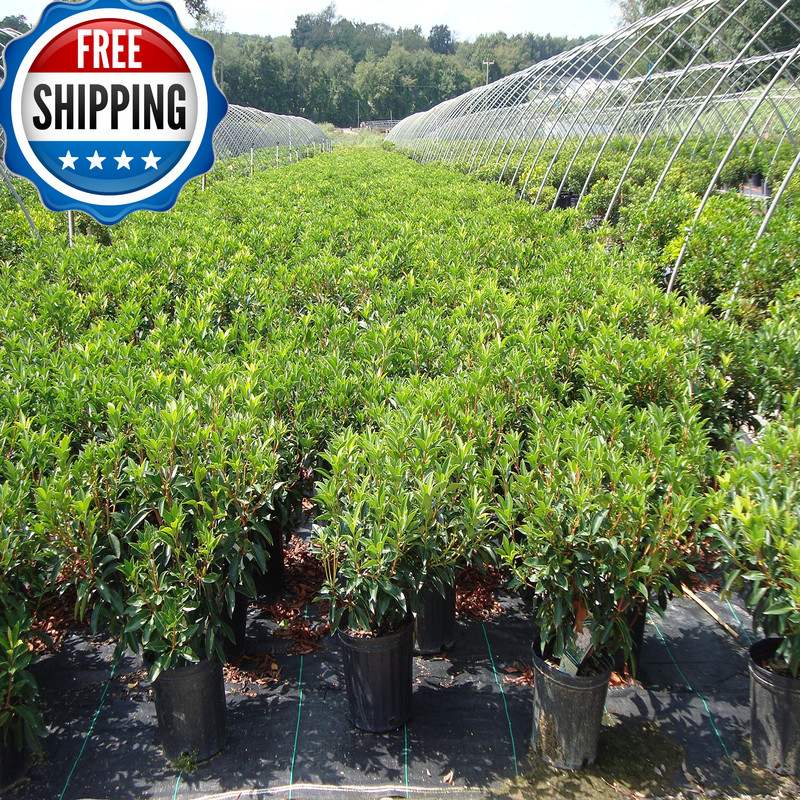 Live Plant From Green Promise Farms Kalmia Lat. Carousel Kalmia Lat. ‘Carousel’