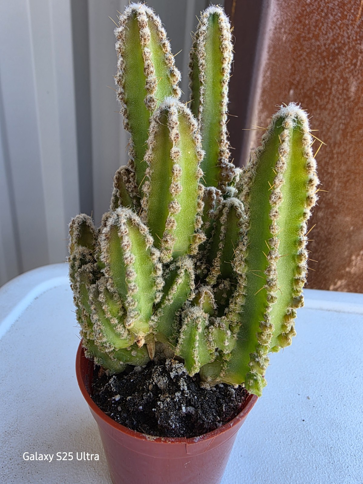 Acanthocereus Tetragonus ‘Fairy Castle” In 2.5″ Pot Plant 4.5″ tall Nice!!