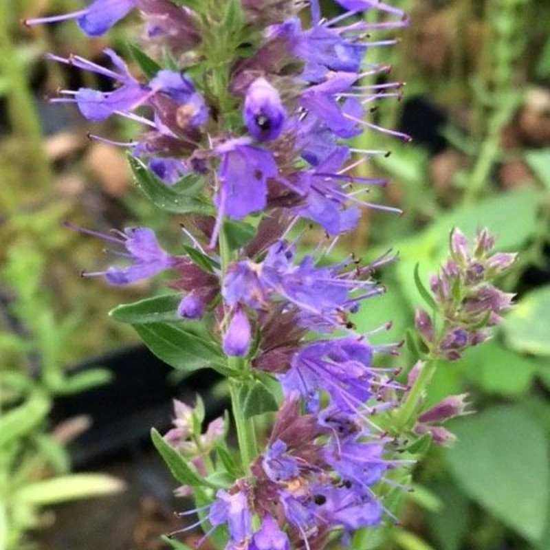 Hyssop (Blue) Seeds Hyssopus Officinalis. Free Shipping!