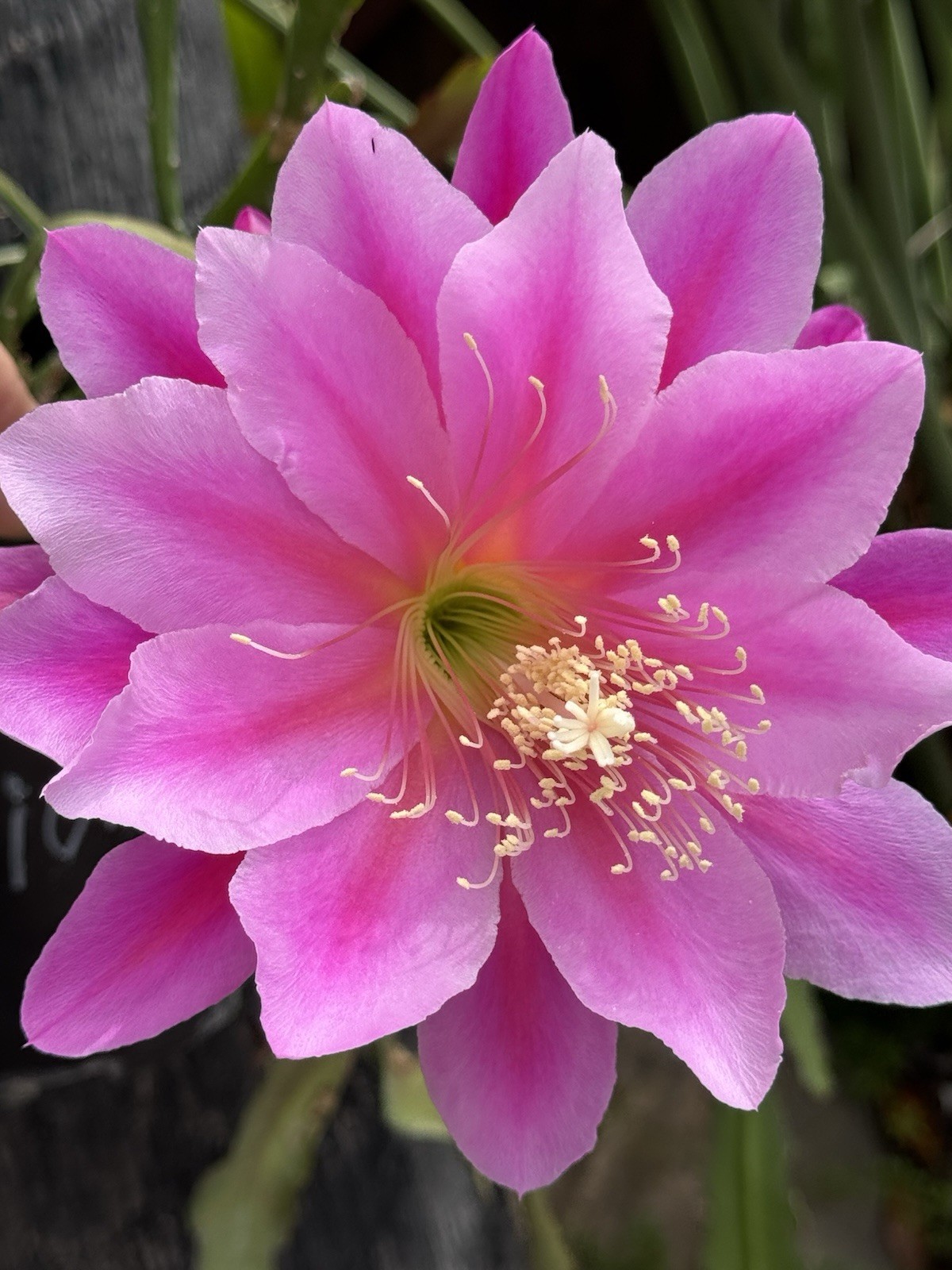 10 +2 Mystery Color NOID Epiphyllum Orchid Cactus Cuttings, 7-10in. Long