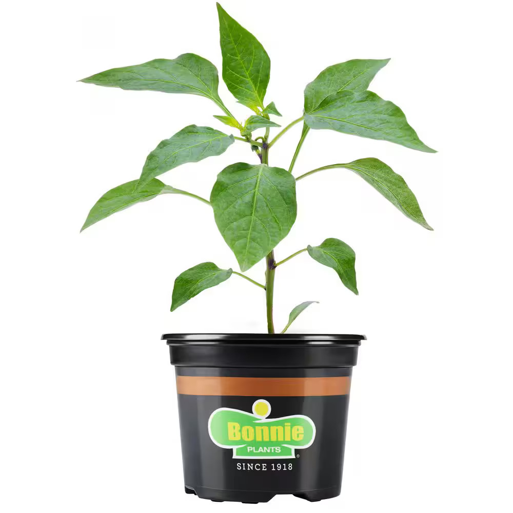 Carolina Reaper Pepper Live Plant (25 oz.)