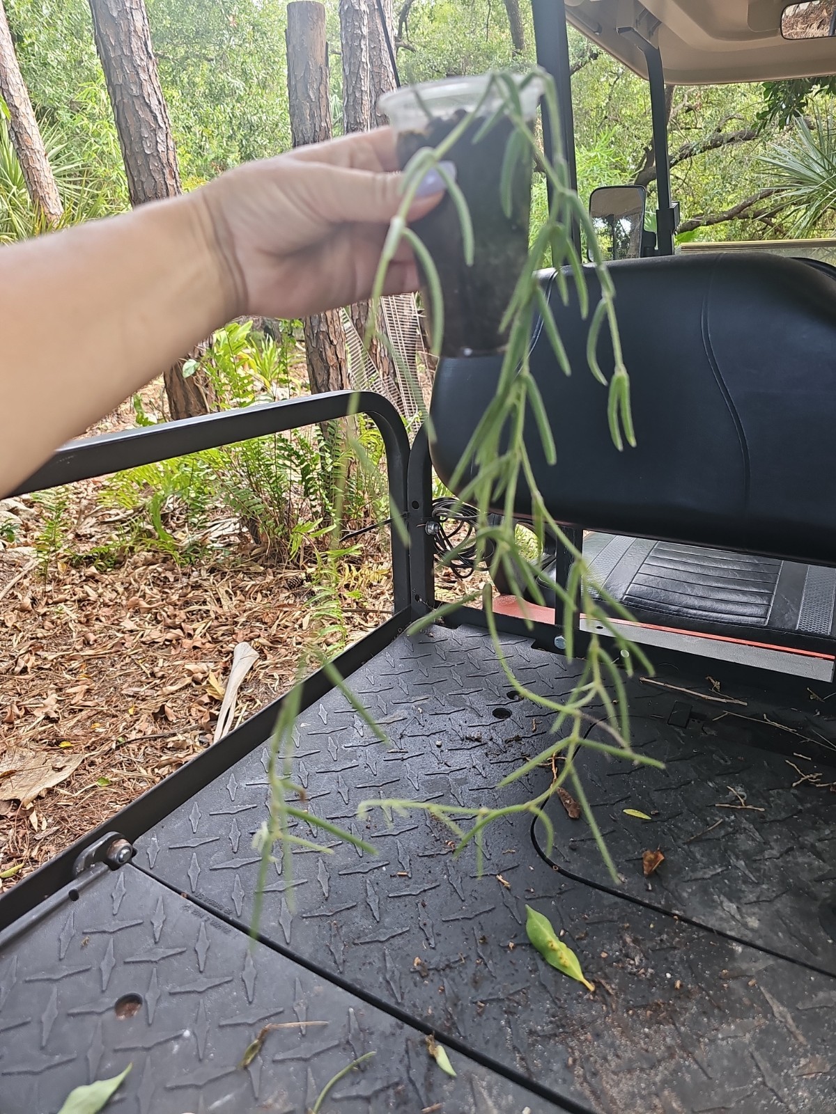 Hoya Linearis Rooted Live Plant 3″ Pot