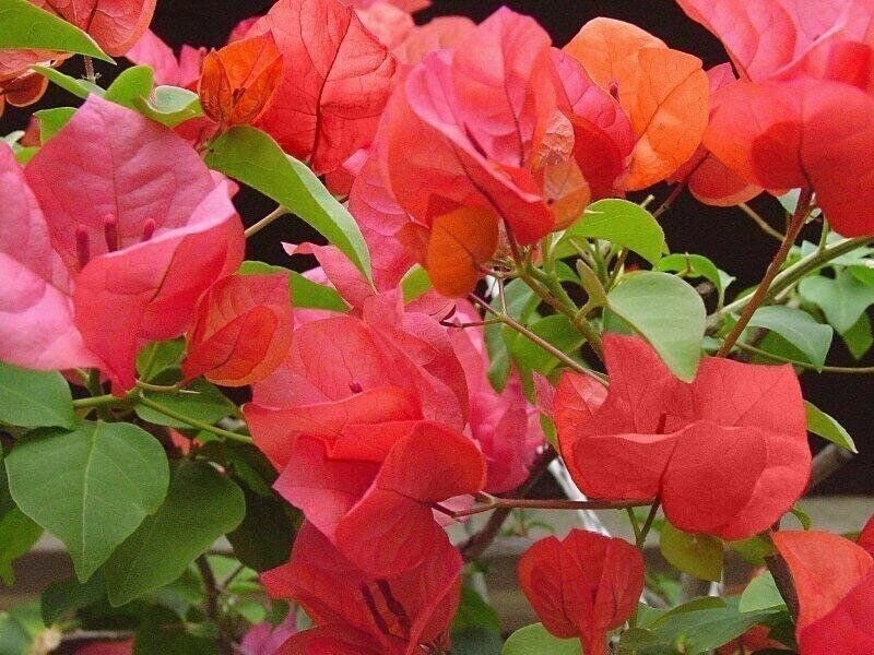 **AFTERGLOW** Bougainvillea**Small Well Rooted Starter Plant~VERY RARE & HTF