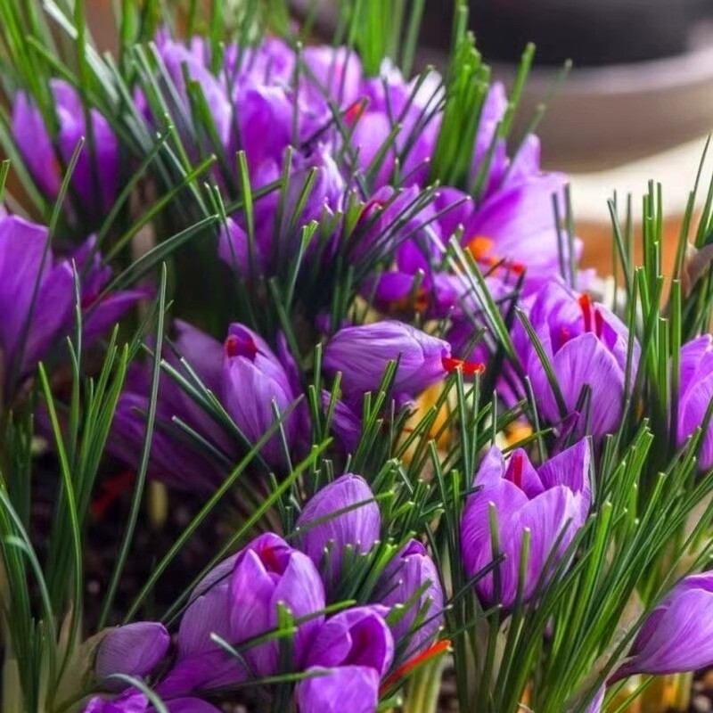25pc CROCUS SAFFRON SEEDS Garden Plant Flower exotic USA seller FREE shipping