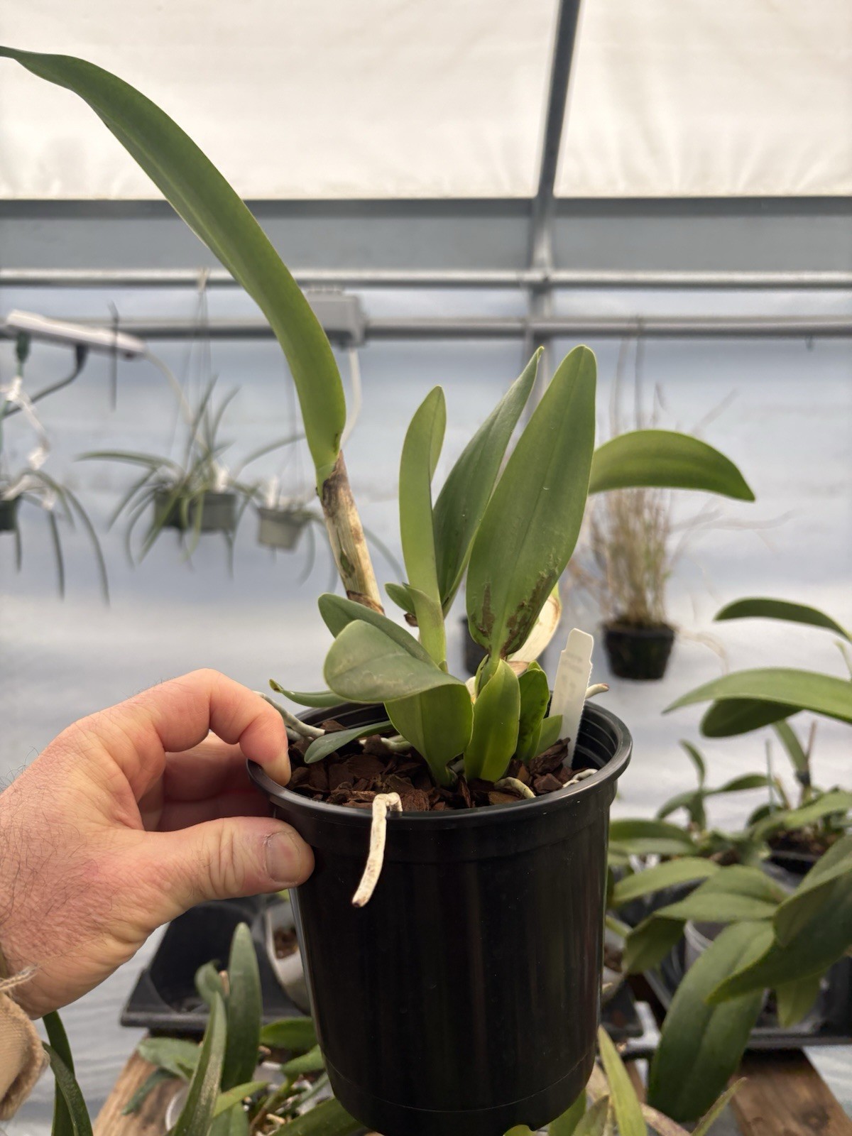 Cattleya Young Kong Sun #16 -Orchid Hybrid – 5” Pot