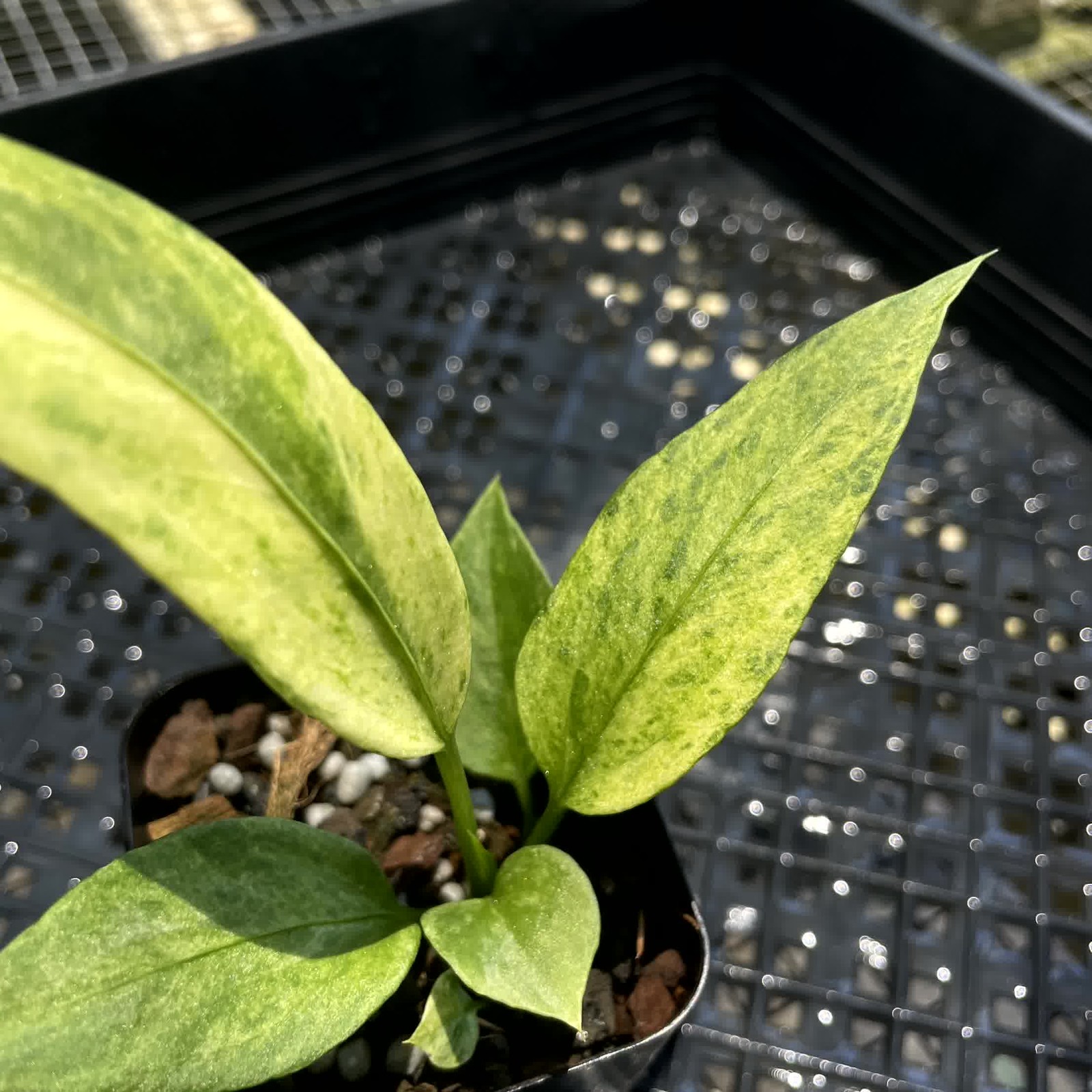 Anthurium Vittarifolium Variegated 2.5″ pot, Fedex 2day*