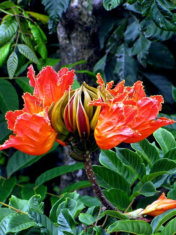 African Tulip Magnolia Flower Tree Seeds Spatho. campanulata Flame of The Forest