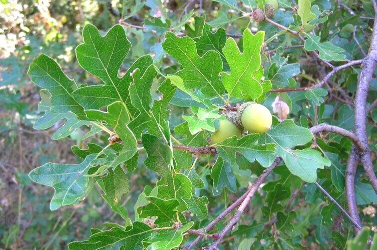 12 OREGON WHITE OAK ACORNS – Quercus garryana var. garryana