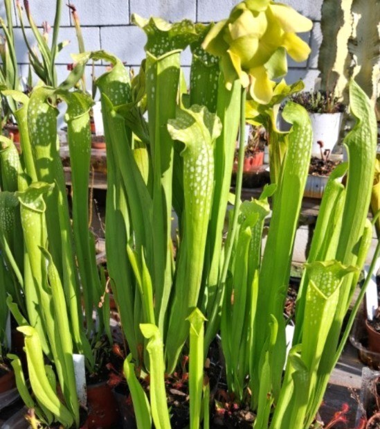 Live Carnivorous Plants – Sarracenia Green Monster (small size)