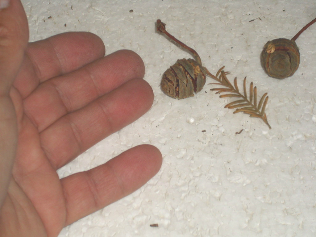 25 DAWN REDWOOD SEEDS – Metasequoia glyptostroboides