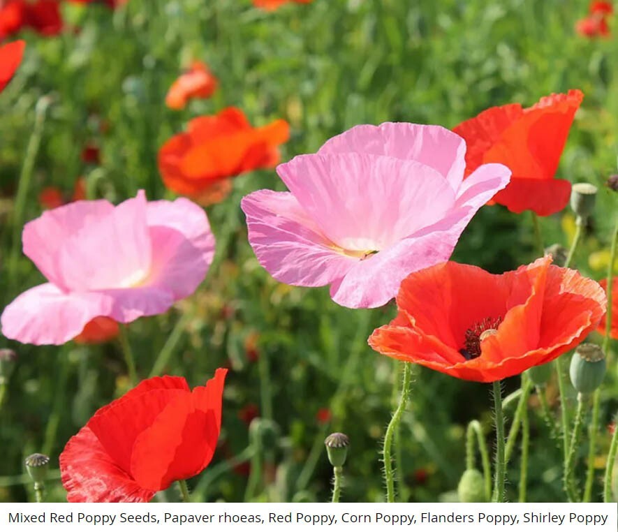 Poppies RED POPPY SEEDS MIXED American Legion Flanders Shirley Field 1500 Seeds!