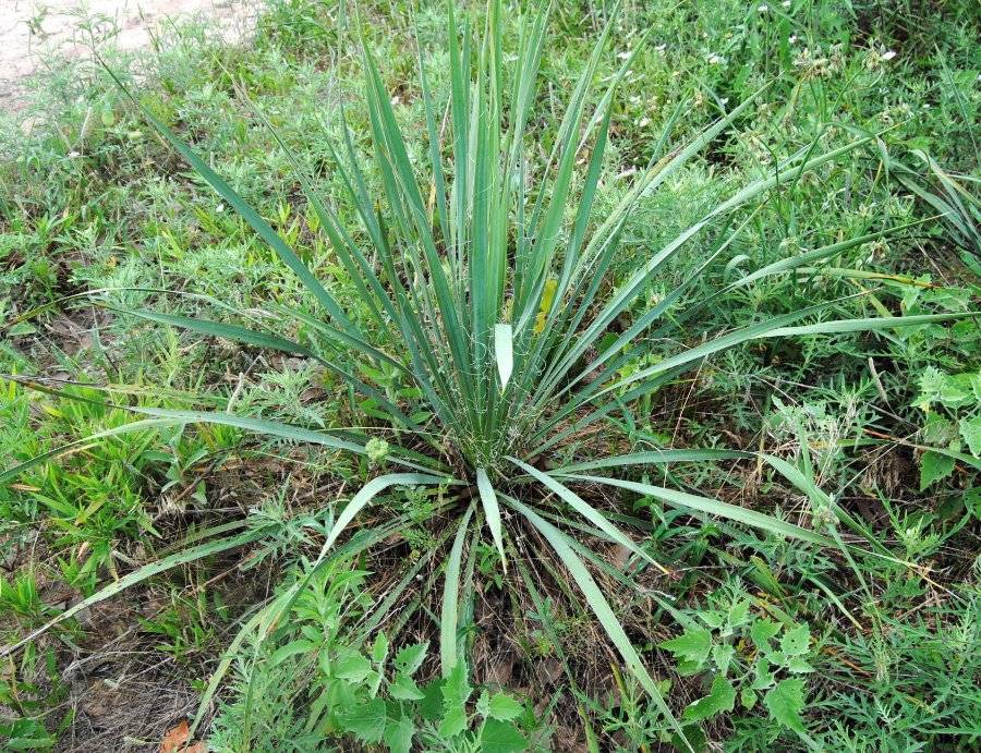 Yucca Plants Adams Needle White Flowers Desert Lot Of 10 25+ Inches Tall