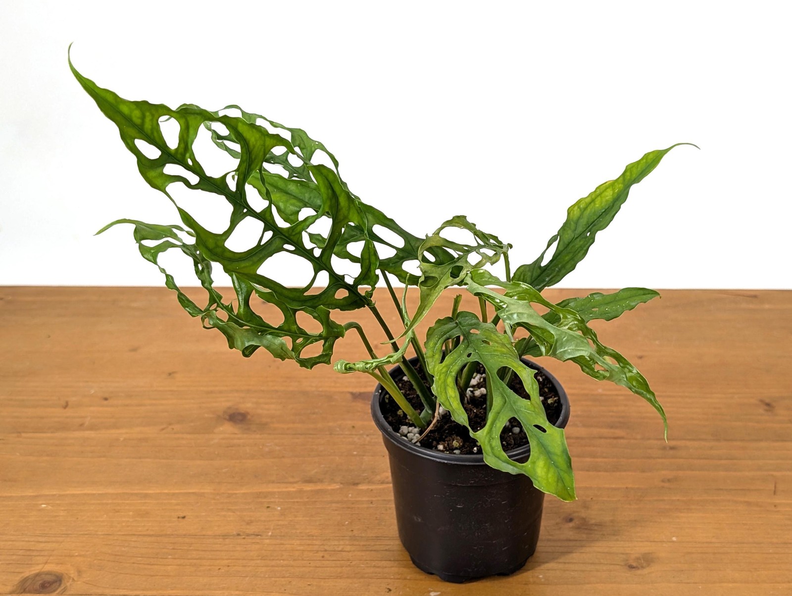 Stunning Monstera Obliqua Peru in 4 inch pot – Live Rare Tropical Aroid Great