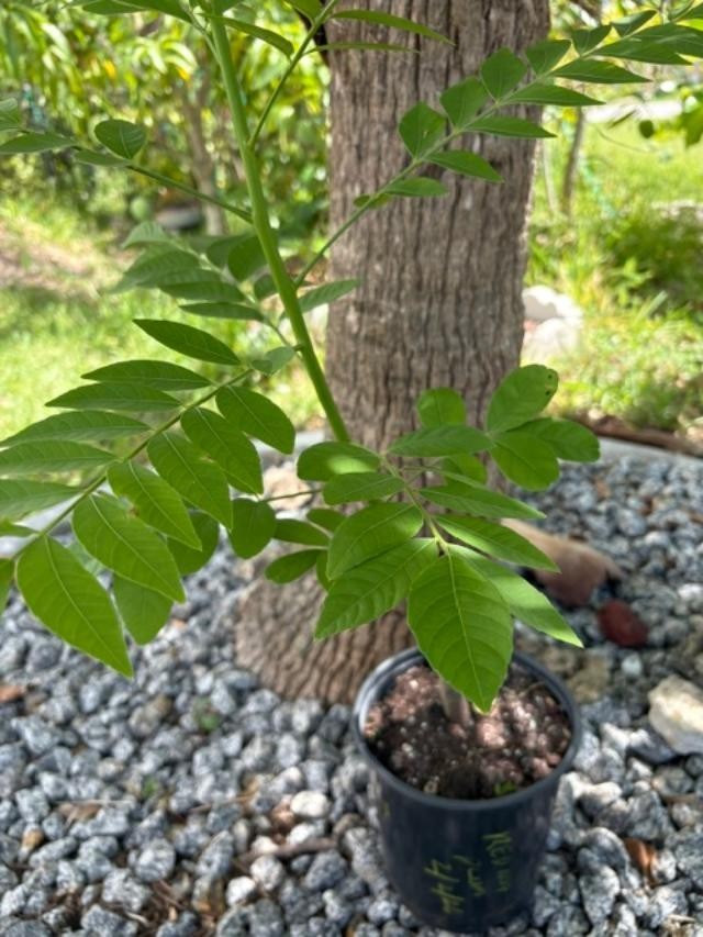 4 MO’s RED HOG PLUM LIVE CLONED ROOTED (SPONDIAS PURPUREA) RED MOMBIN/CIRUELA