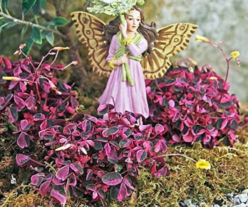 Shamrock Plum Oxalis Crazy Fairy Garden Plant Live Outdoor 2.5″ Pot