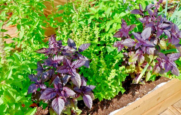 200 DARK OPAL PURPLE BASIL SEEDS | SALE FREE SHIPPING NON GMO