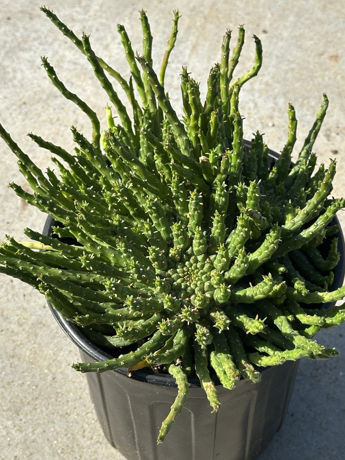 1 Gallon Large Euphorbia flanaganii Medusa’s Head Succulent 3+ Main Heads