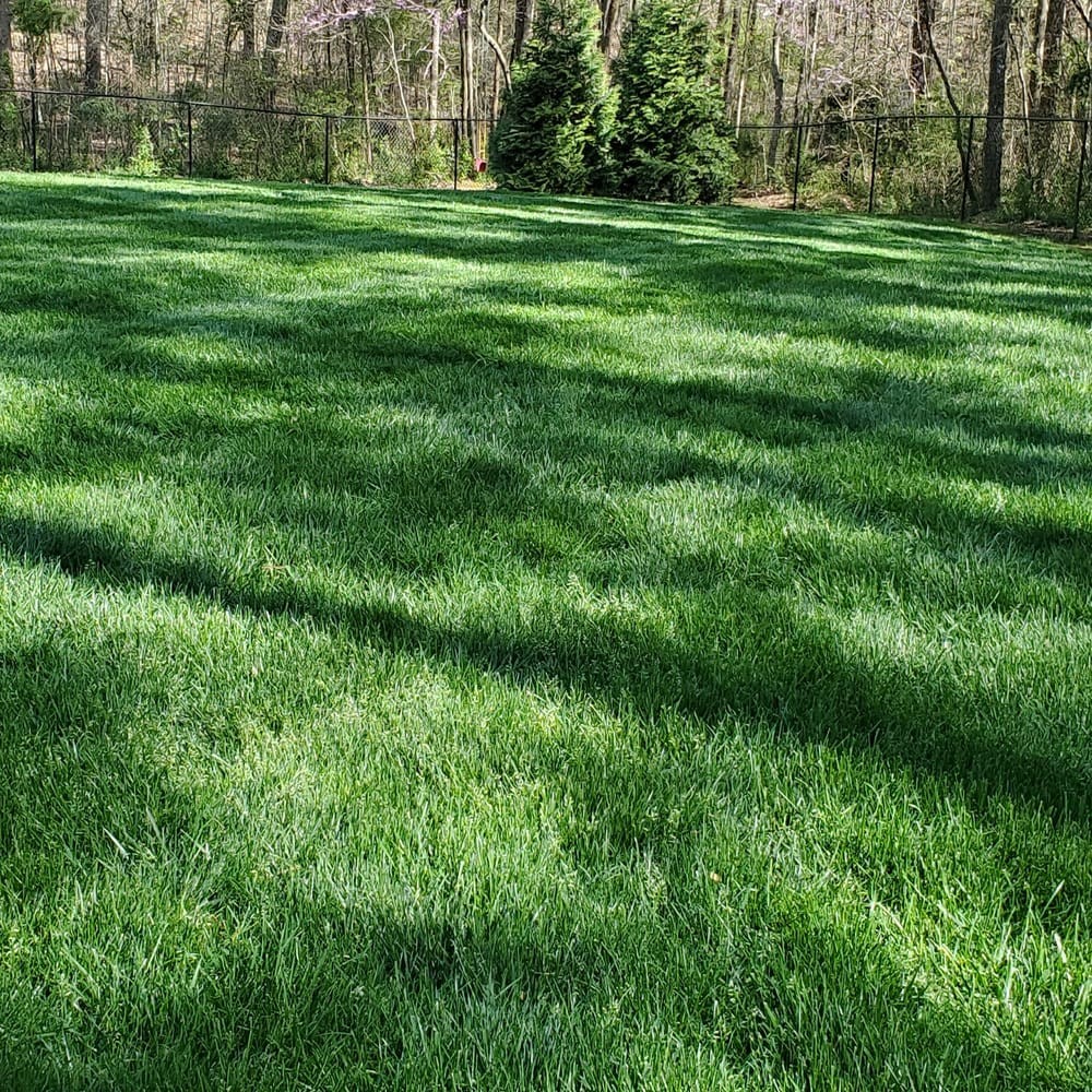 10 LBS – OptiGrowth Coated Kentucky Bluegrass Seed For Lawns – Bluegrass