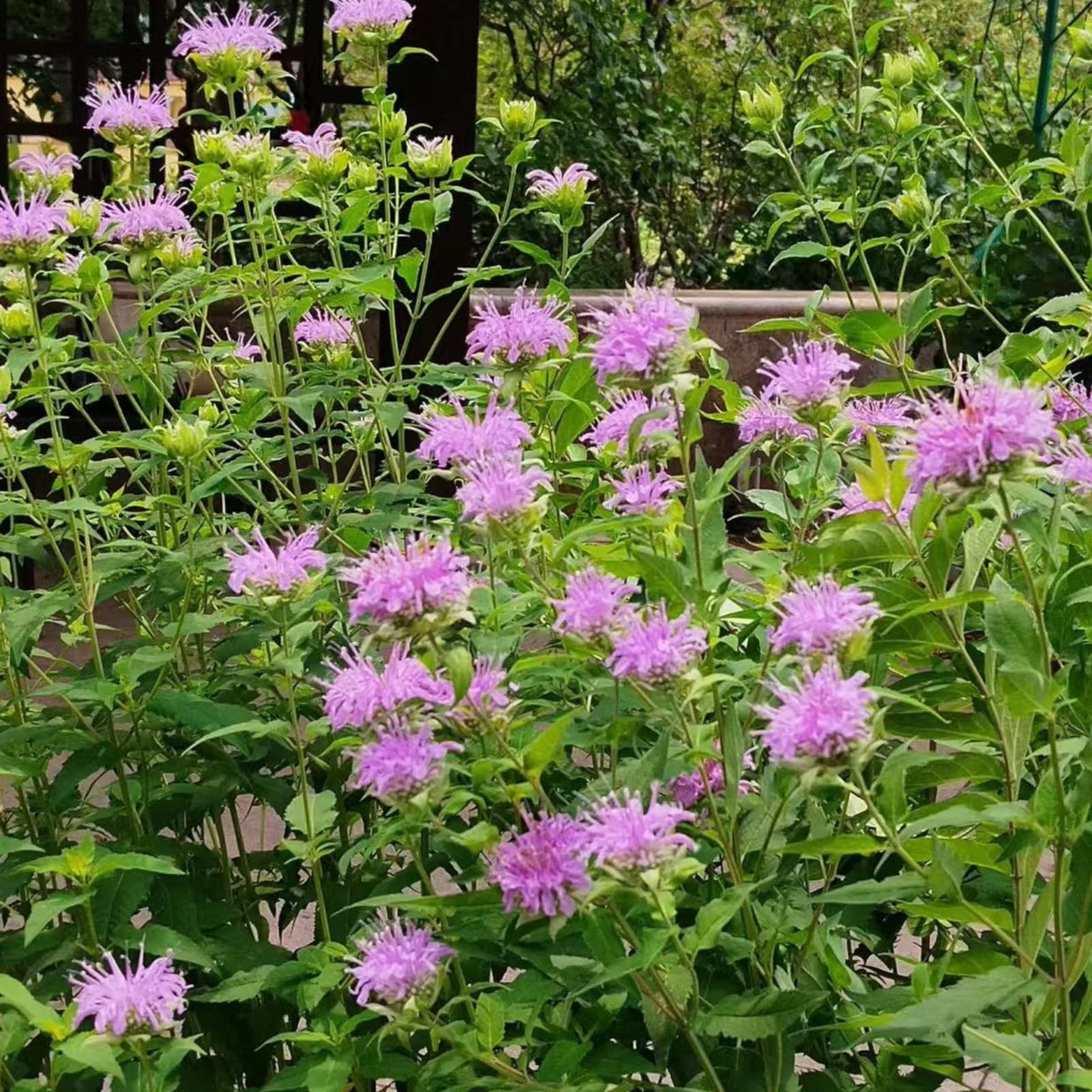 1000 Purple Bee Balm Seeds Monarda – Perennial Flower for Pollinators Zones 4–9
