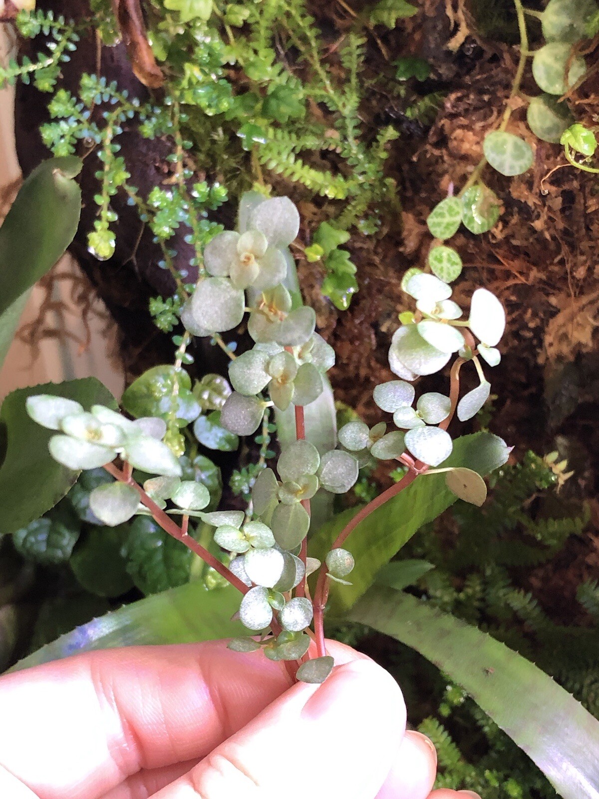Pilea Glauca Silver Sparkle Tropical Terrarium Plant Lot Of 3 Stem Cuttings