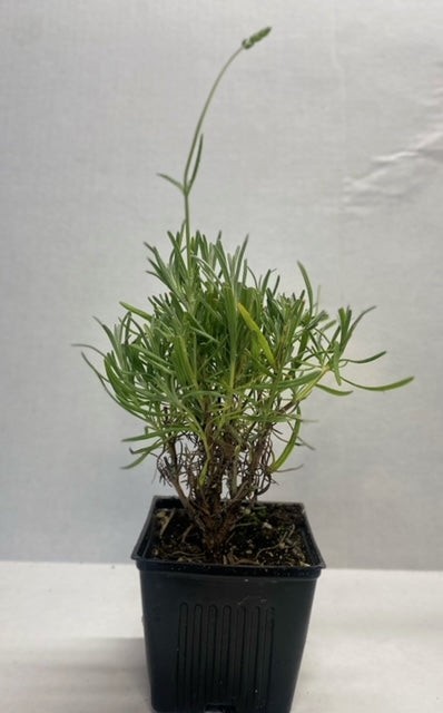 Live Grosso Lavender Plant | 6″ Pot | Farm-Grown Sequim WA | Fragrant French