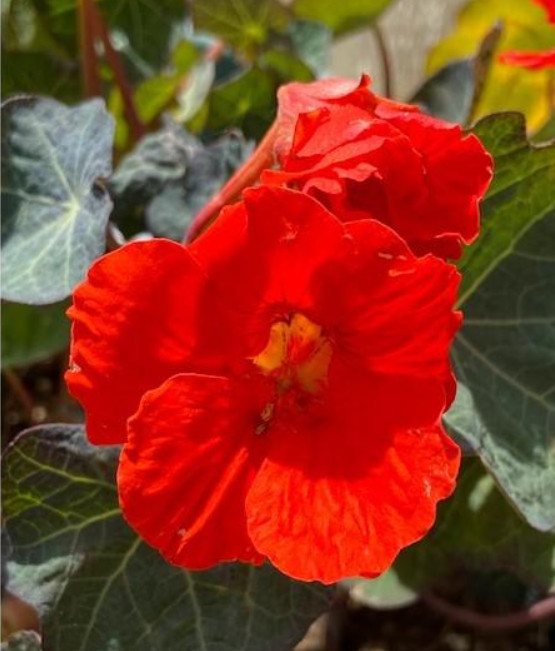 Nasturtium INDIAN CHIEF Climbing Vine Hummingbirds Fragrant USA Non-GMO 20 Seeds