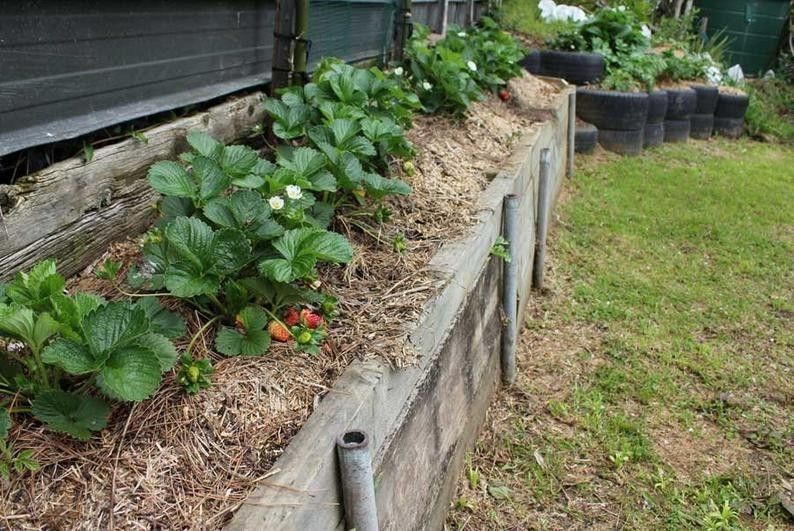 24 Strawberry Plants “Sweet Charlie”-SUPER-SWEET (Pack of 24 Bare Root)Zone: 4-9