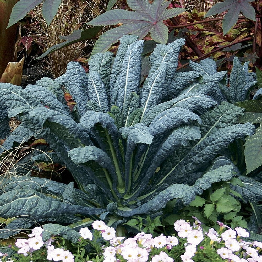 Dinosaur Lacinato/Tuscan Blue Kale Plant – 4″ Pot