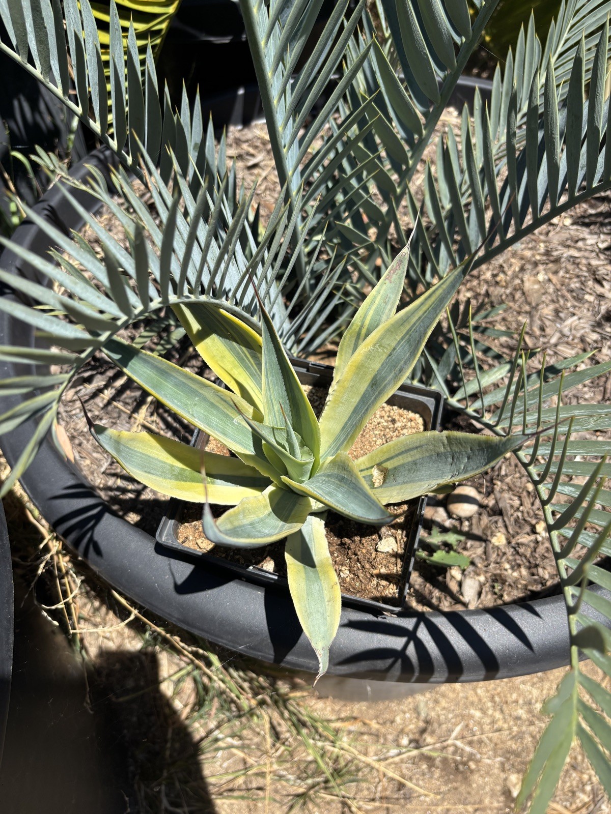 Agave blue flame Variegated