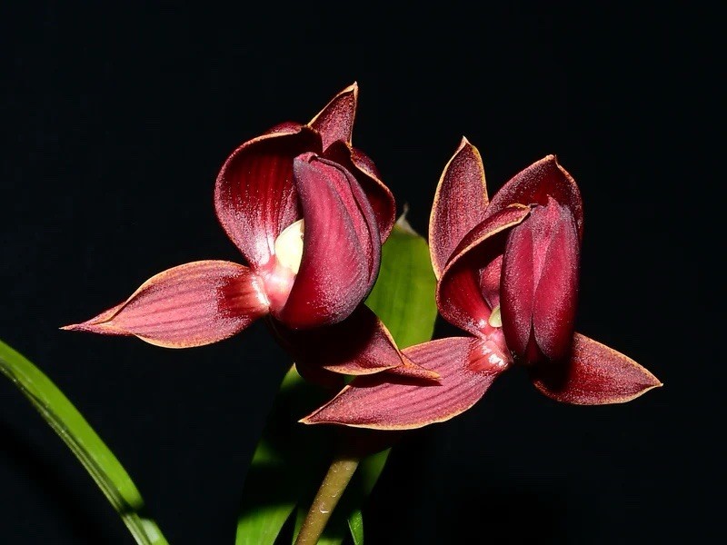 Mormodes rolfeana Funky Fragrant Red Bloom Size Orchid Species 4.5” Pot