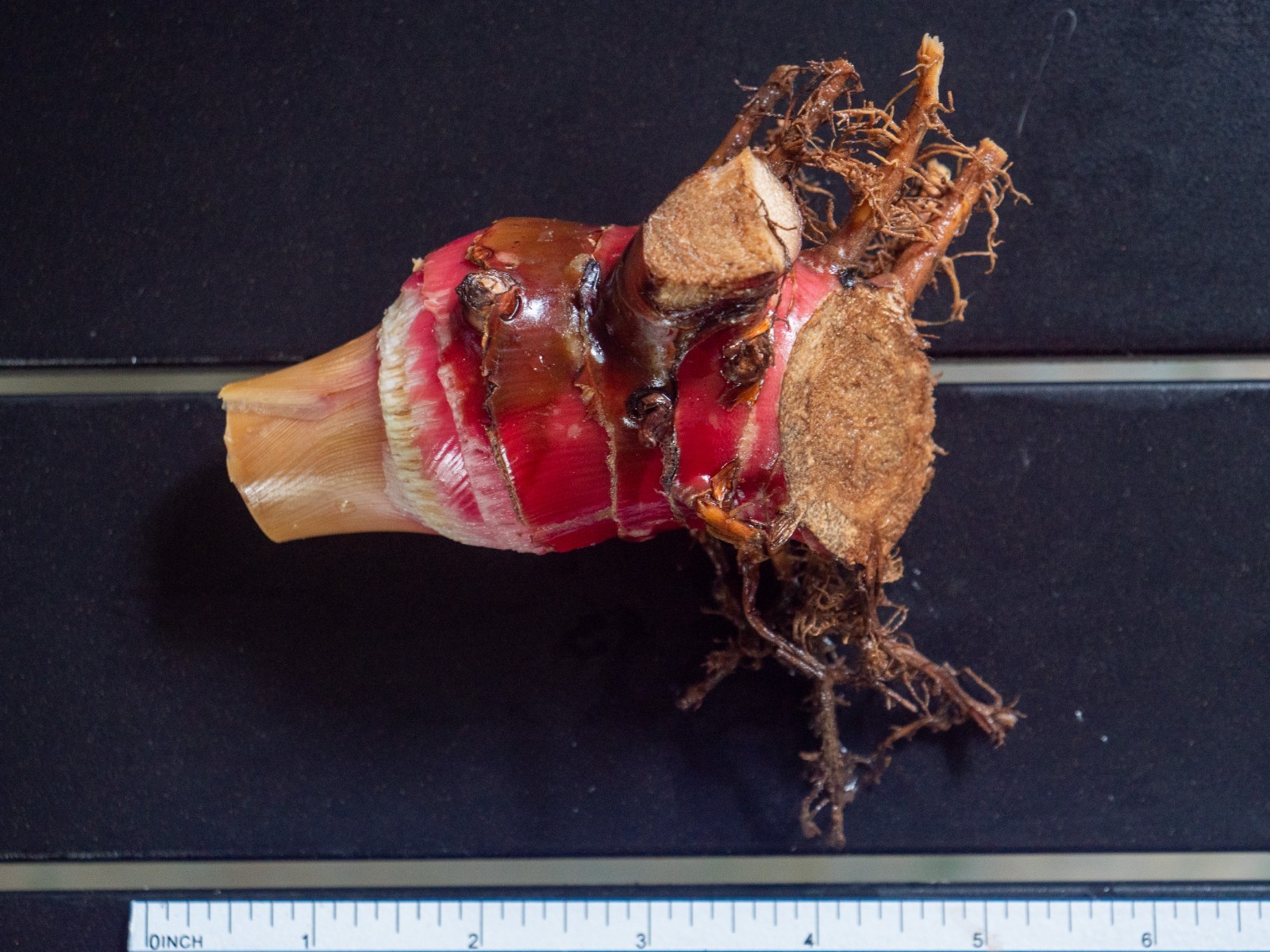 Red Hawaiian Ginger Rhizome (Alpinia Purpurata) Tropical Flower Ornamental