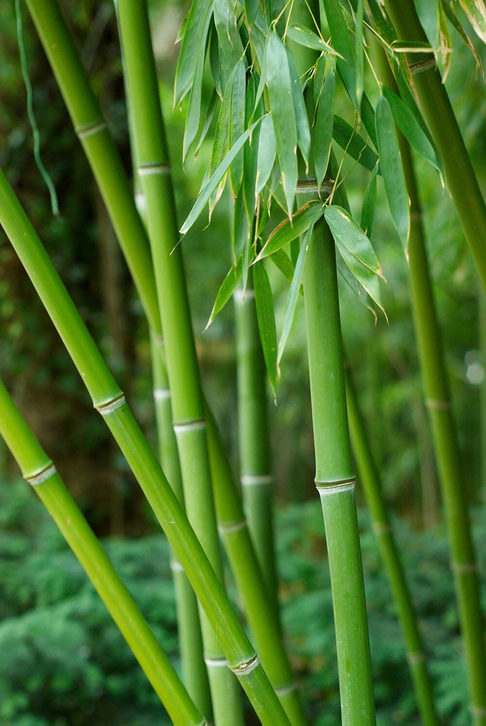 100 Bissetii Bamboo Seeds | Privacy Climbing Garden Seeds | Fast Growing Screen