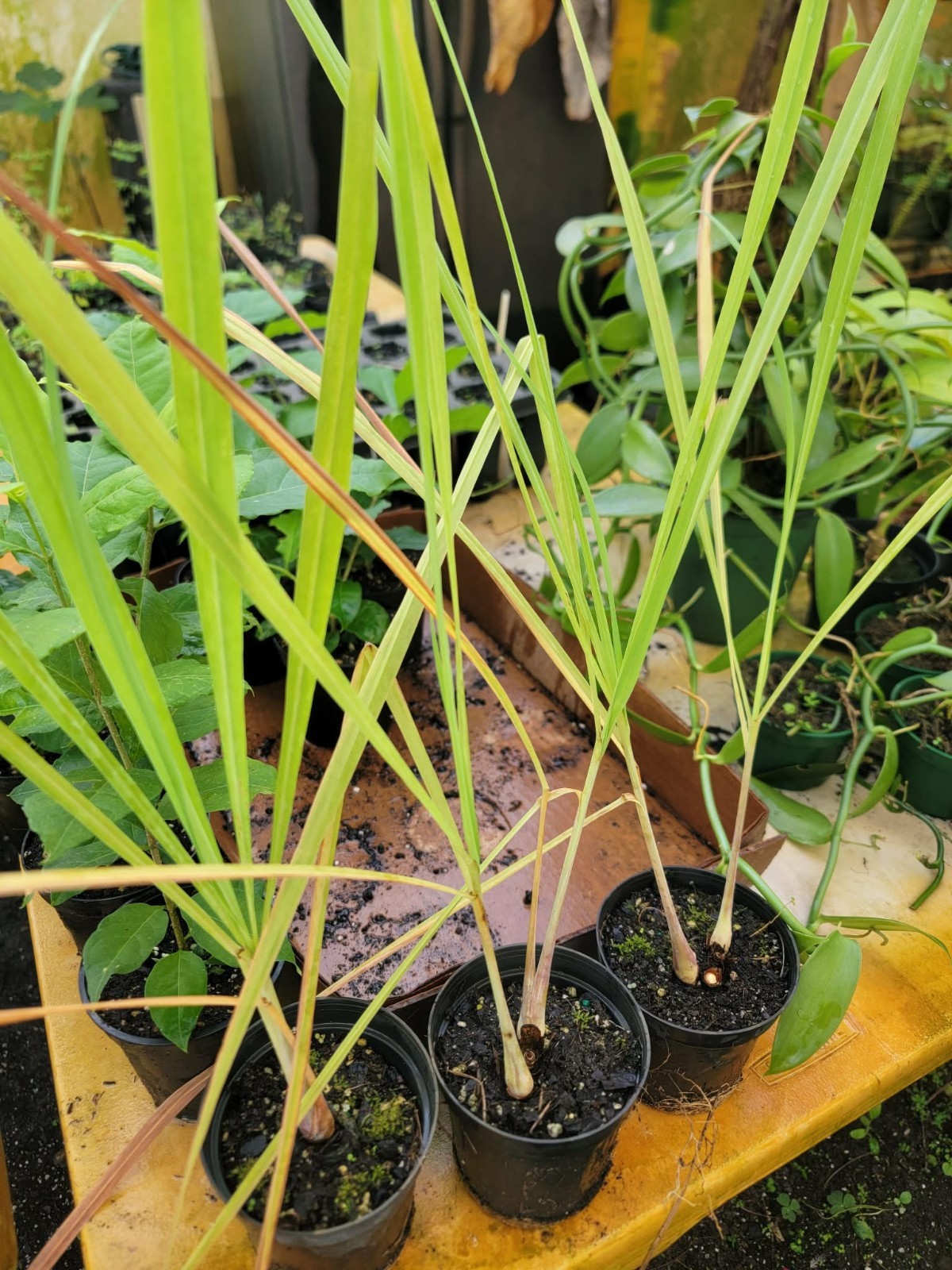 Live Cymbopogon citratus Lemongrass plants in 4 inch pot, well-established roots