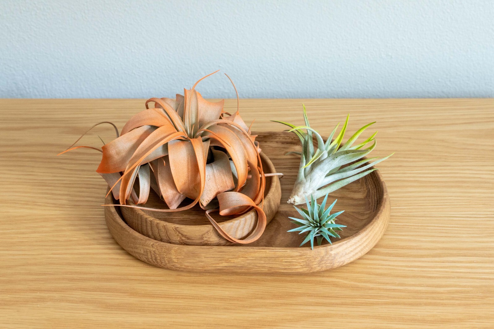 Raspberry Tillandsia Air Plants – Color Enhanced Easy Care Indoor/Outdoor Decor