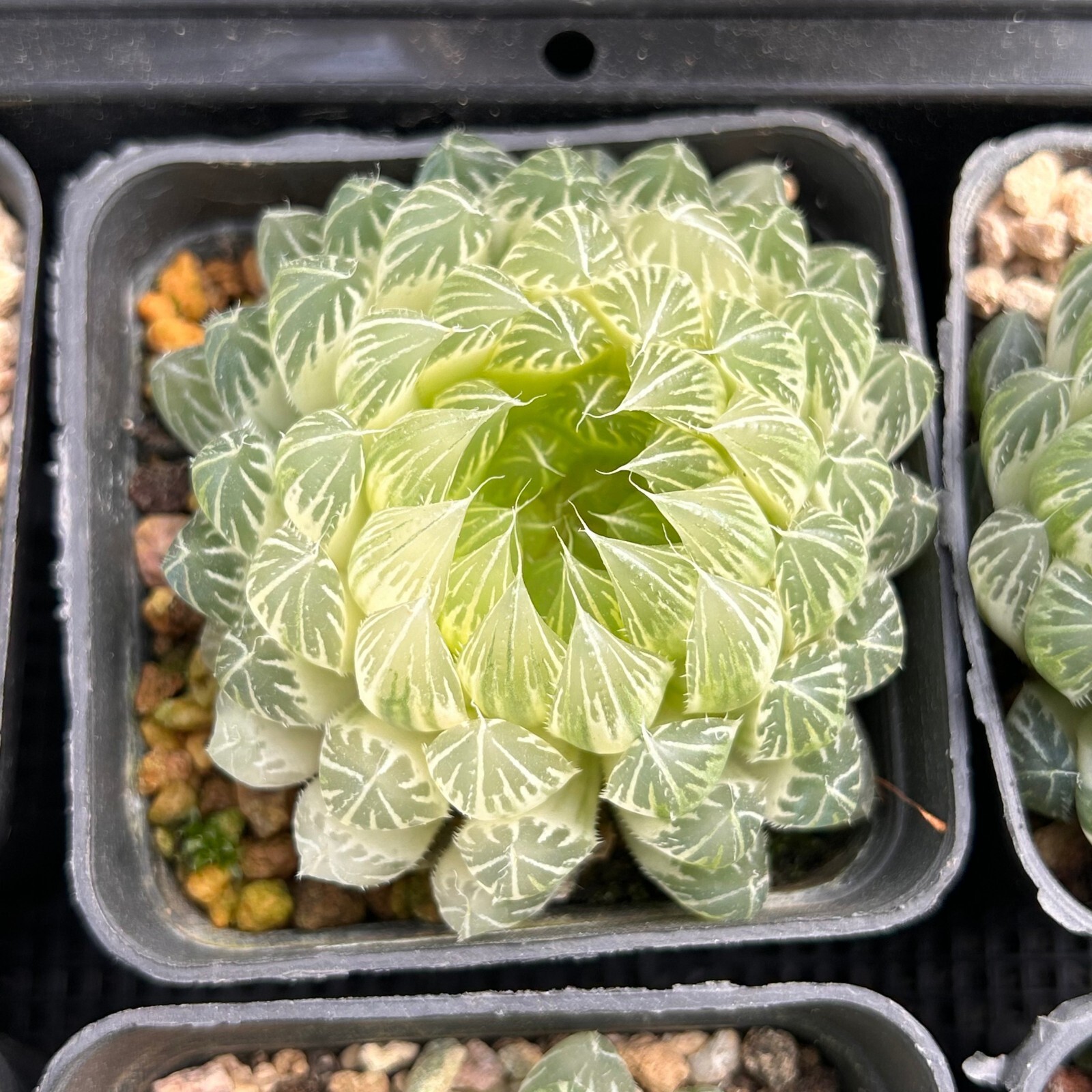 2.5” Haworthia Cooperi Butterfly Variegated, Live Succulent Plants,Rare Plants