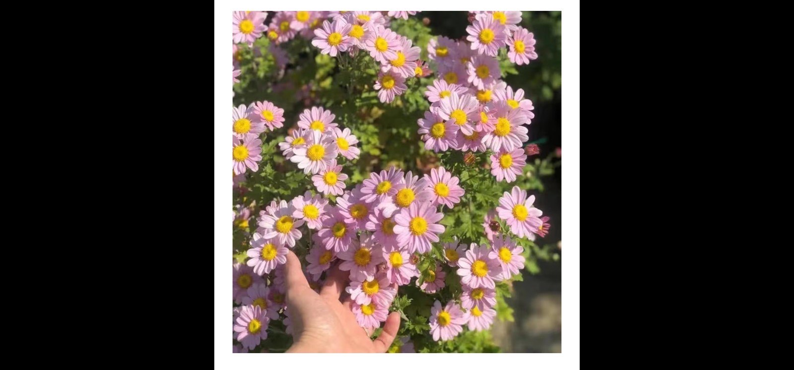 Daisy Perennial Flowering Plants Pink Purple Yellow White Bellis Broadleaf