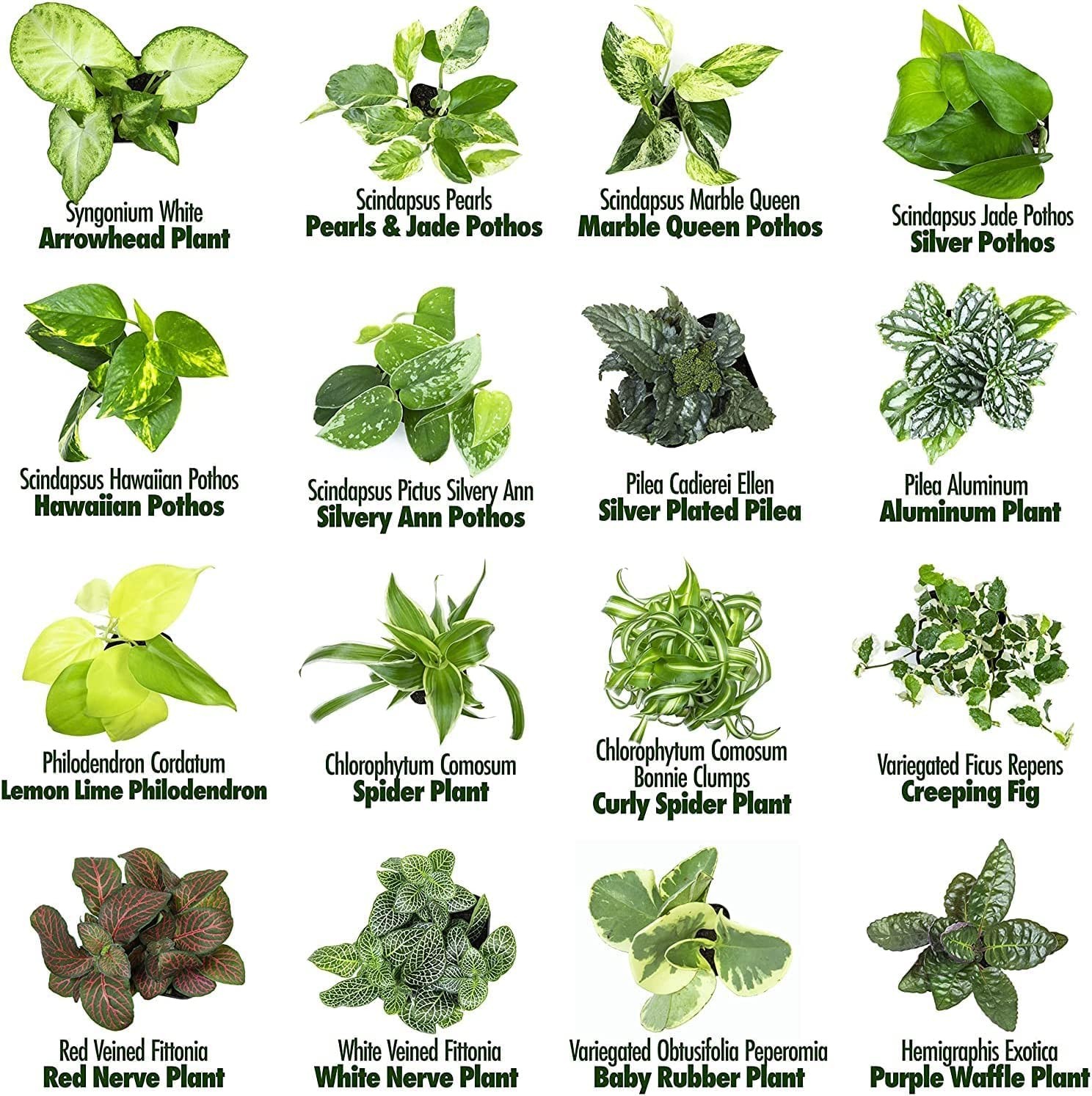 Altman Plants Live 6Pk Indoor Plants For Delivery Premium Live Plants And