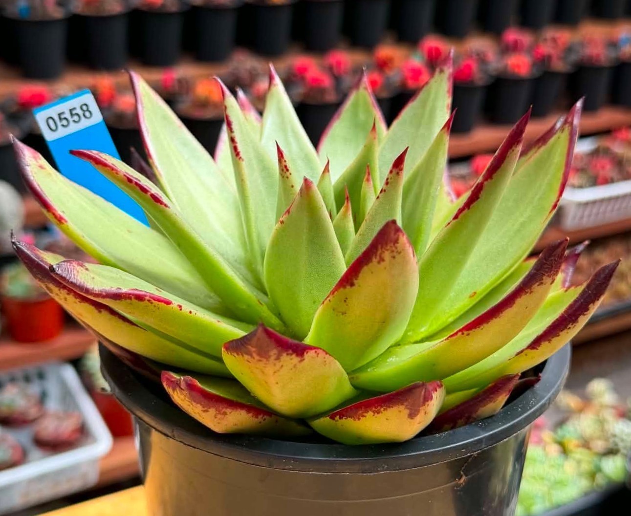 Imported Succulent live plant gift rare succulent Aeonium Medusa Wave crest