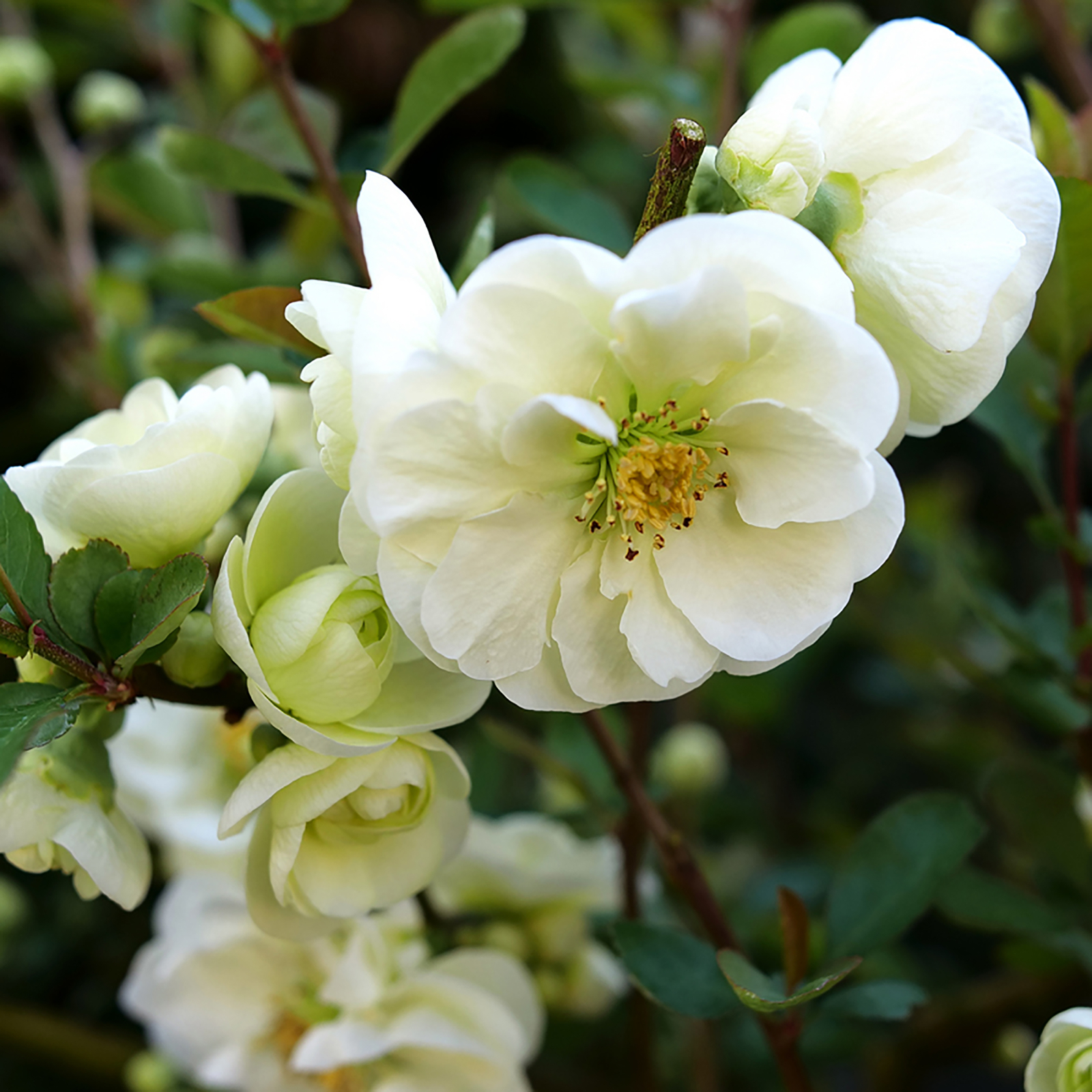 DOUBLE TAKE ETERNAL WHITE™ – Flowering Quince – Proven Winners – 4″ Pot