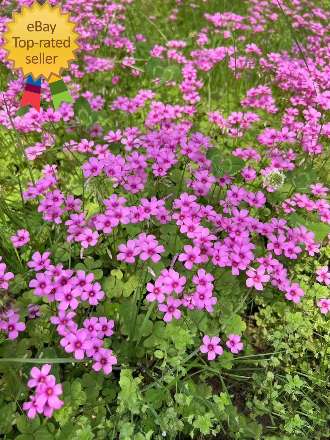 24 Pack Iron Cross Shamrock Plant Bulbs Live Oxalis Bulbs for Indoor Gardens