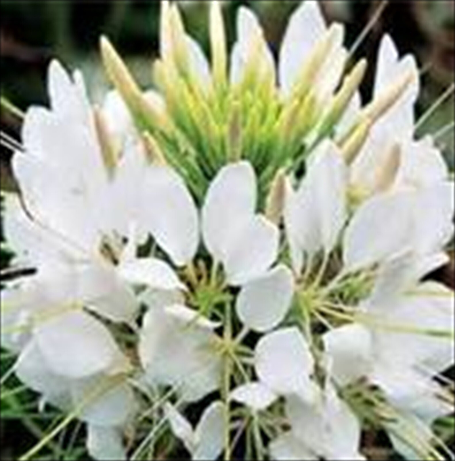 Cleome White Queen -50 Seeds – Spider Plant – Cleome Hassleriana