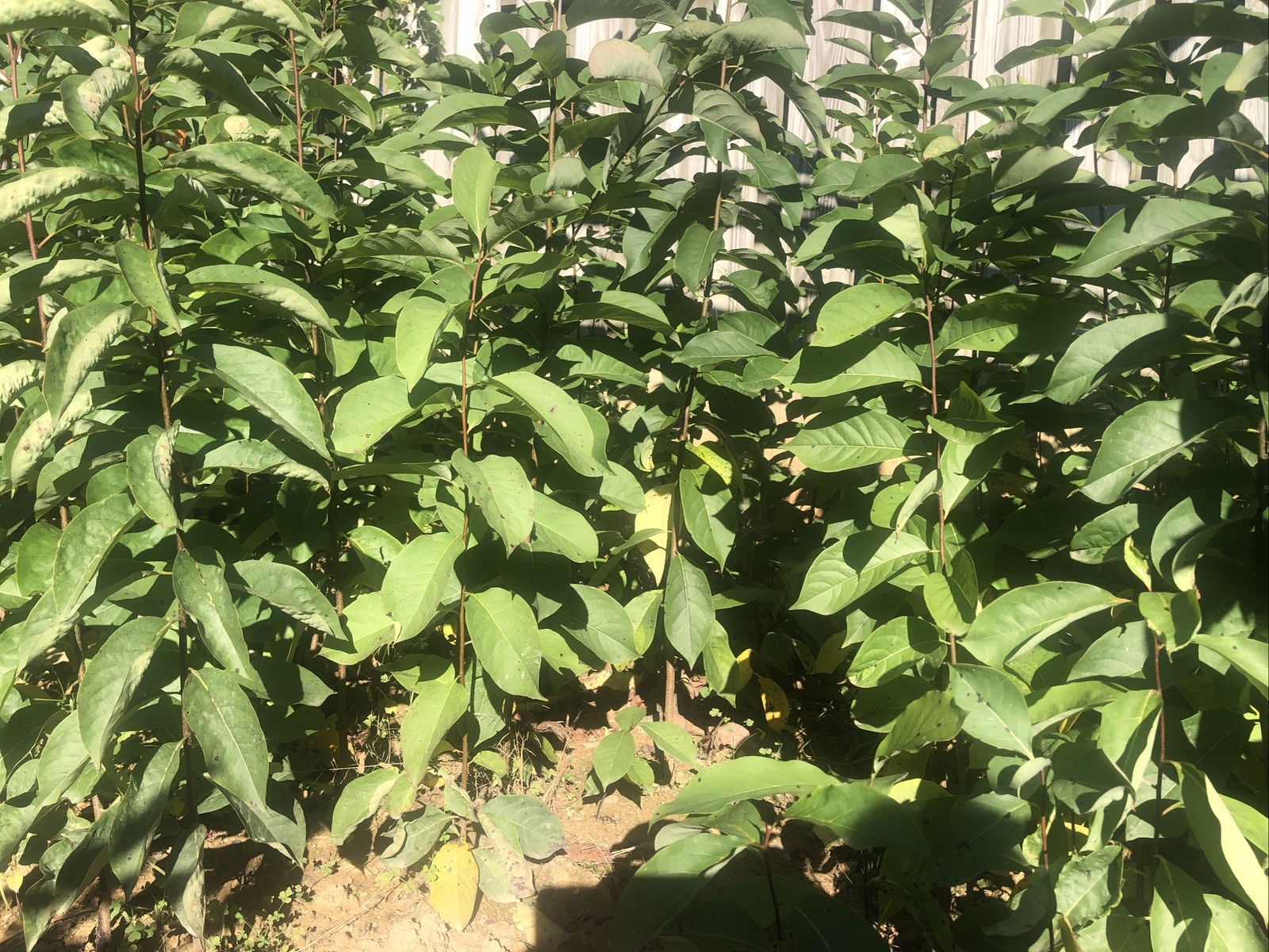 3 Persimmon Tree Seedling, 2-3Ft American Native, Diospyros Virginiana, Bareroot