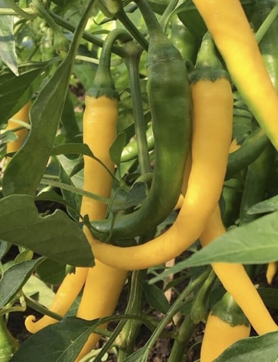 Golden Cayenne Pepper Seeds | Hot