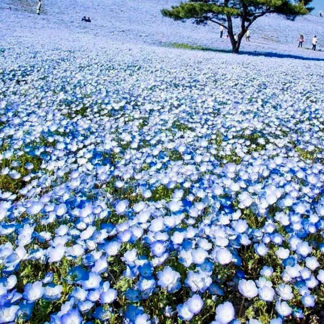 2000+ BABY BLUE EYES SEEDS —- GROUNDCOVER — WILDFLOWER — DROUGHT TOLERANT